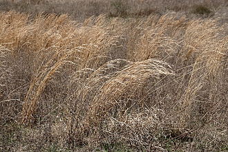 Prairies grasses<a href=
